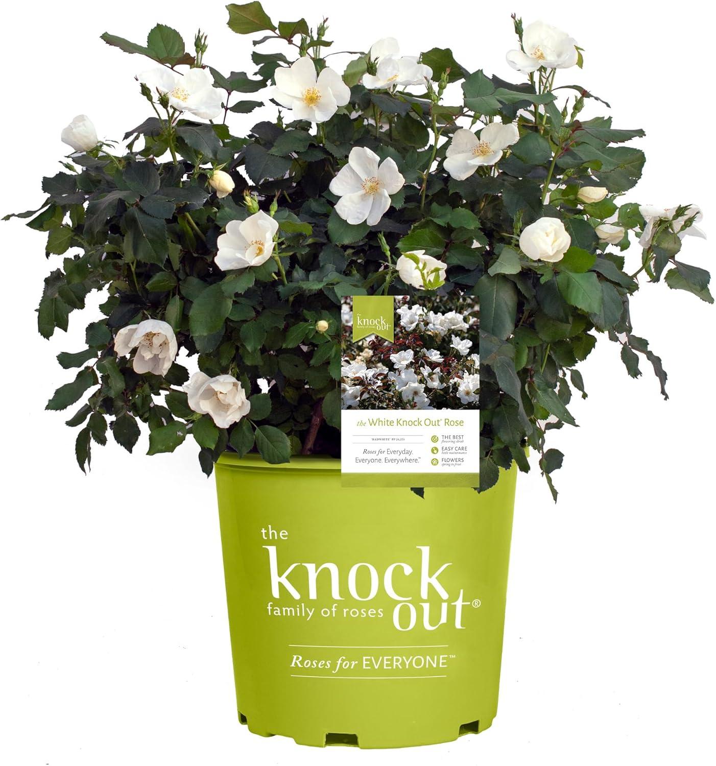1 Gallon White Knock Out Roses: Blooms That Dazzle in Winter!